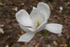 magnolia denudata-4